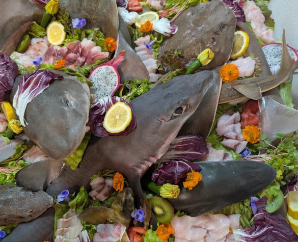 実は、サメ以外も混ざっている