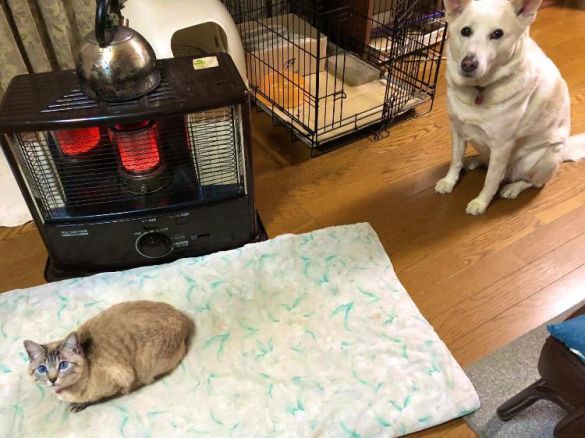 特等席を奪うナツちゃん