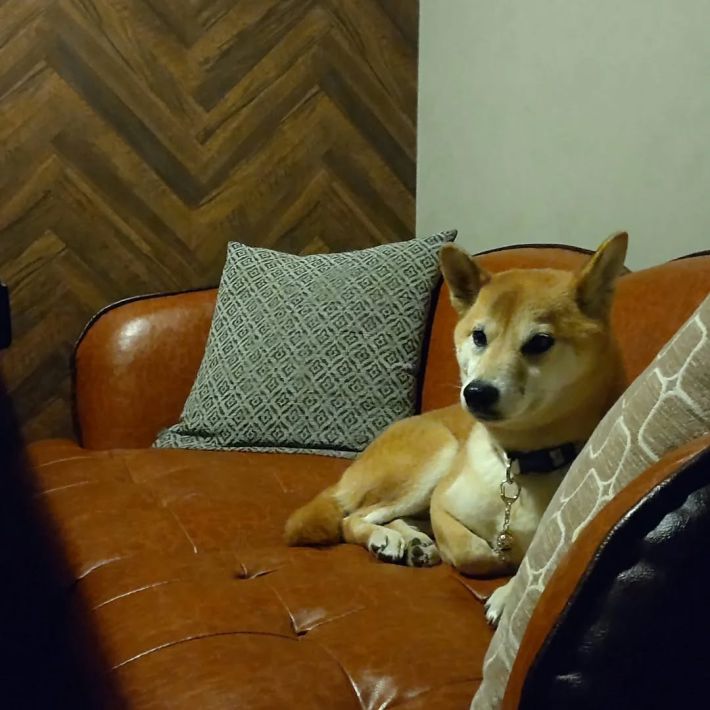 “お触りし放題、吸い放題”の卯月ちゃん