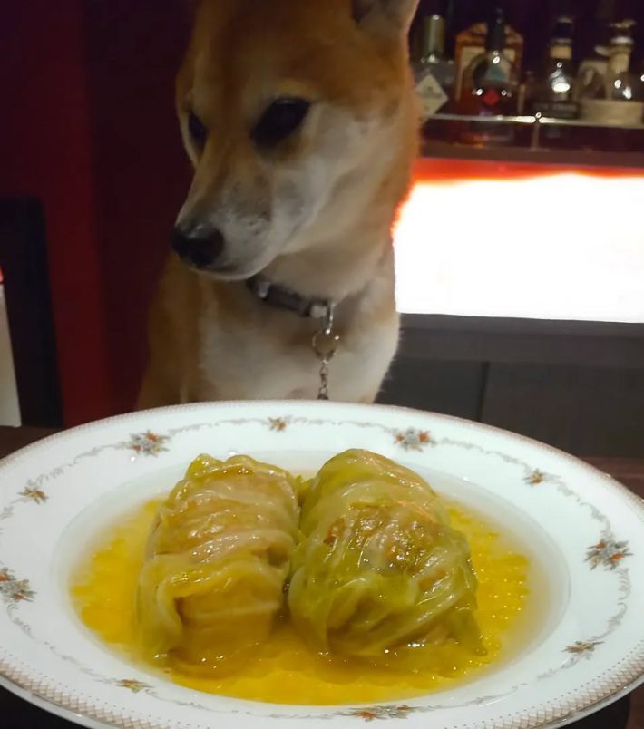 人間の食べ物には見向きもしない