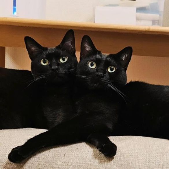 チックくんとタックくん