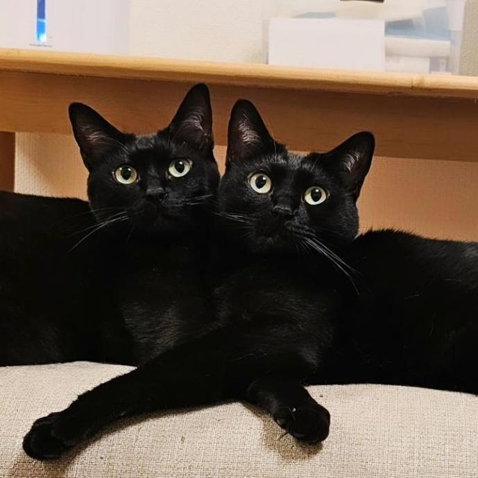 チックくんとタックくん