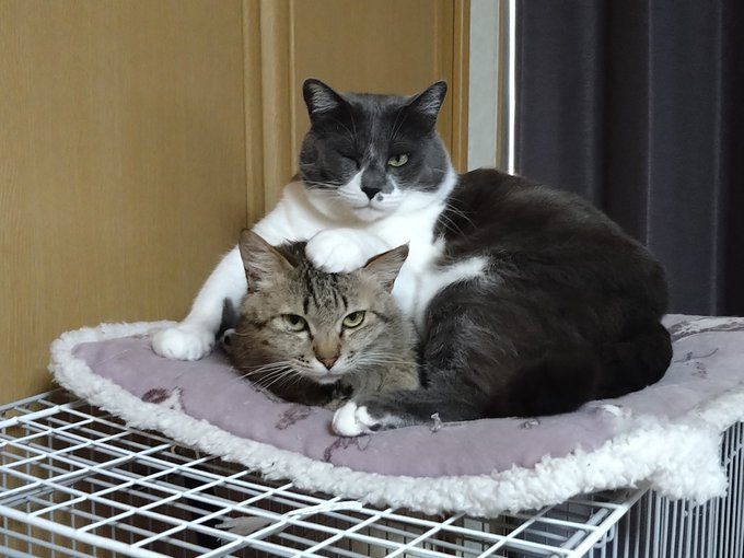 ハクくんとムタちゃん