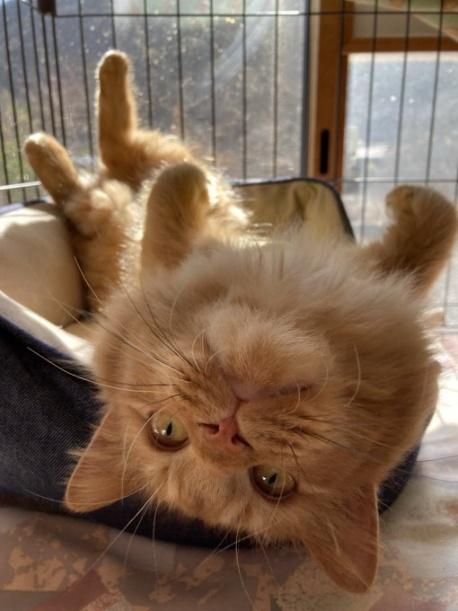 保護から1週間後には、へそ天