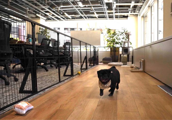 犬と同伴出社できる会社