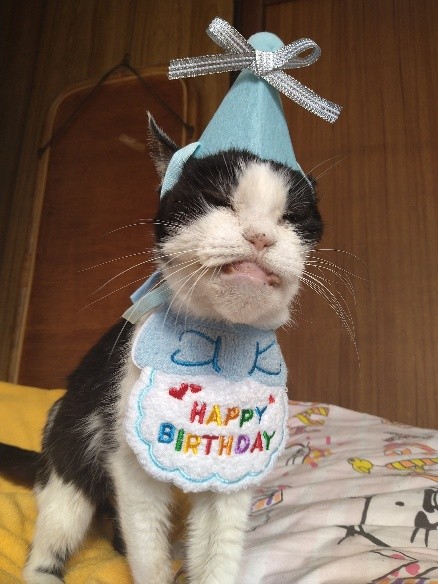 22歳になったチロ