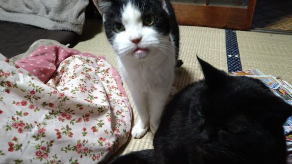 好きなおやつを見つめるチロ