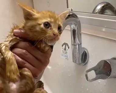 むぎくん　保護直後