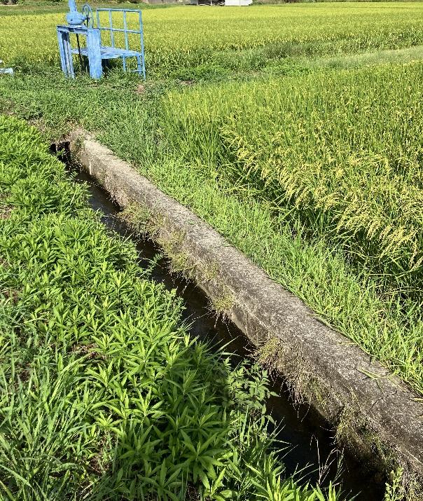 むぎくんの保護場所