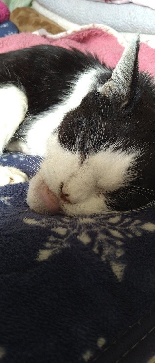 頑張って生きたチロ