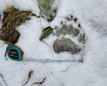 円山動物園で発見された熊の足跡（札幌市提供）