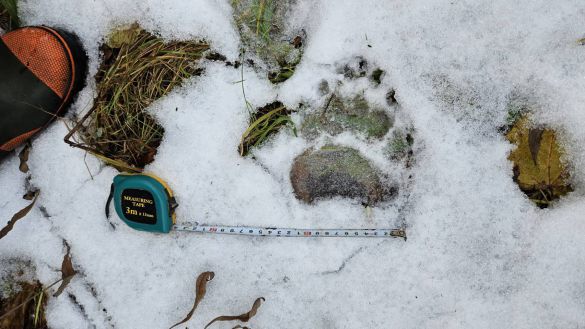 円山動物園で発見された熊の足跡(札幌市提供)