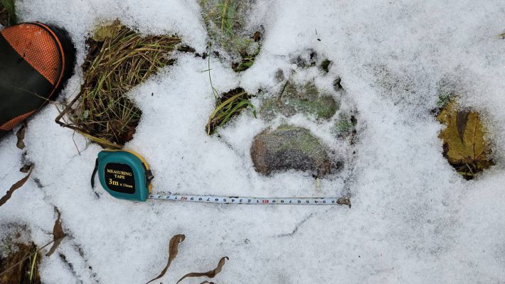 円山動物園で発見された熊の足跡（札幌市提供）