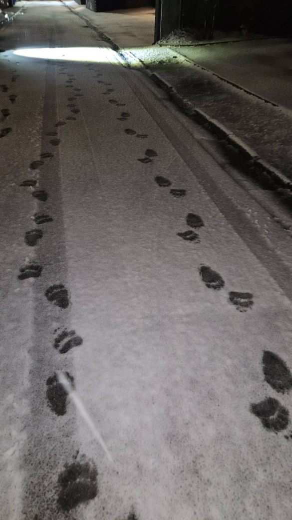 11月10日夜に札幌市中央区宮の森の道路で見つかったヒグマの足跡(札幌市提供)