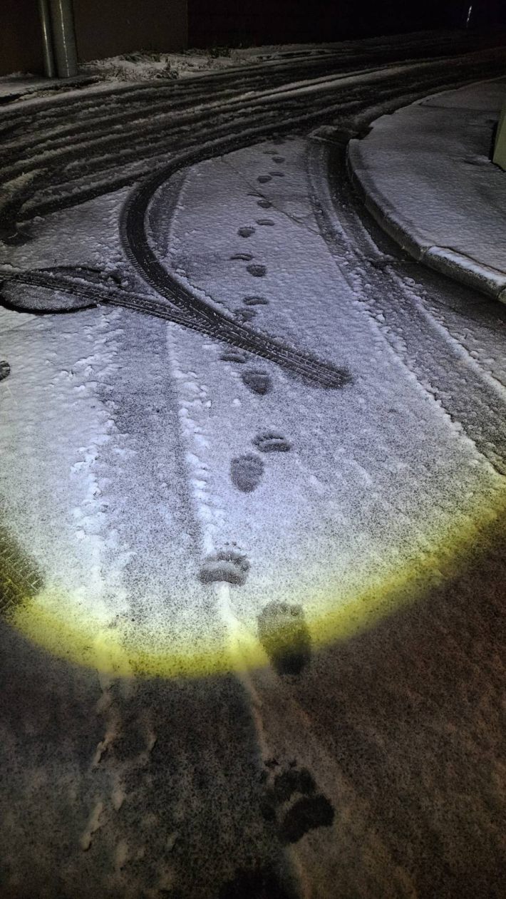 宮の森で見つかった足跡