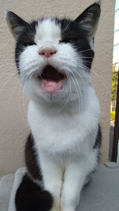 チロの正面からの写真