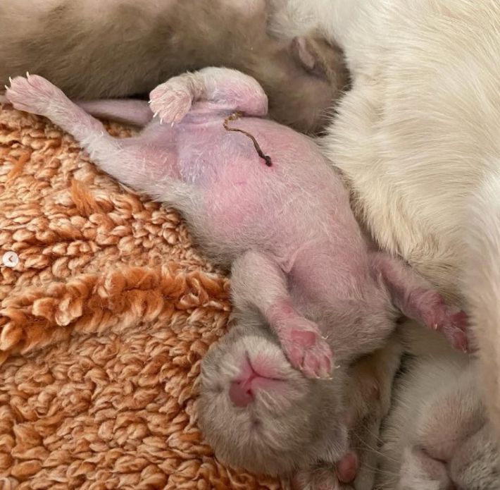 生まれたてホヤホヤの子猫