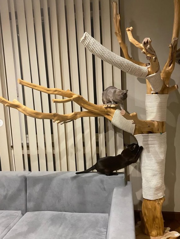 木に登るバーミーズ