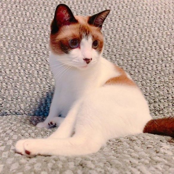 車でひき逃げされ腹膜が破裂していたシャム猫→家猫ライフを満喫する