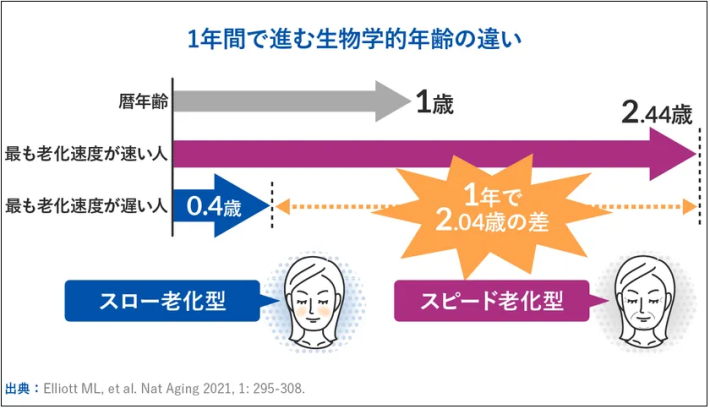 ダニーデン研究