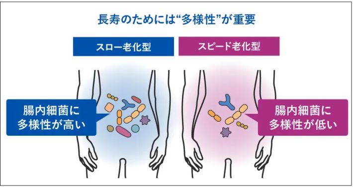 腸内細菌の多様性