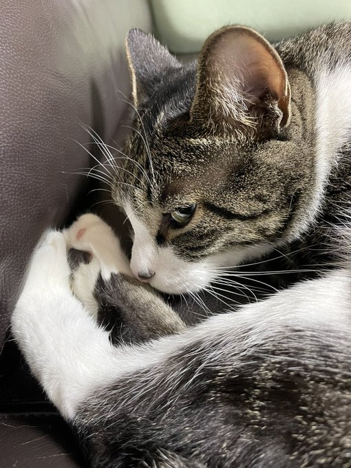 パムくん「タダではダメですよ」