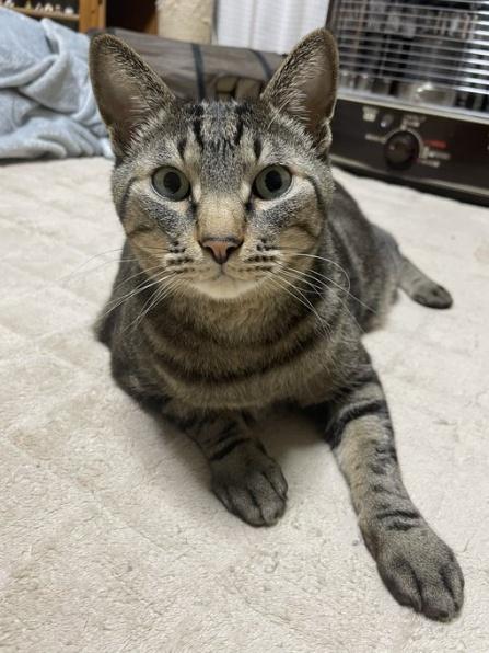 朝食前に見られる、圧が強めな表情