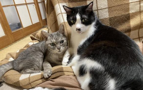 うららちゃんと仲良しの猫