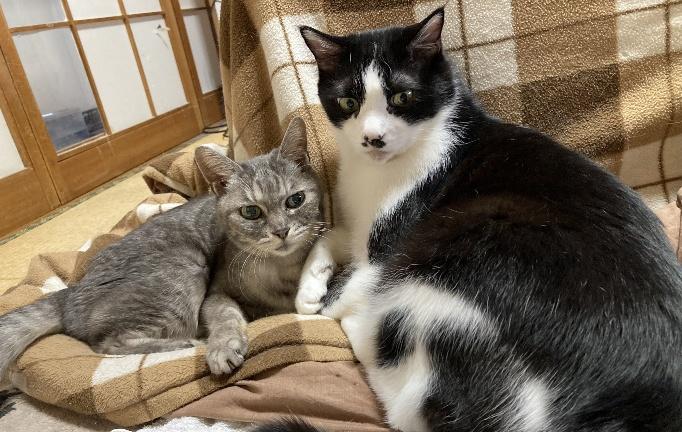 うららちゃんと仲良しの猫