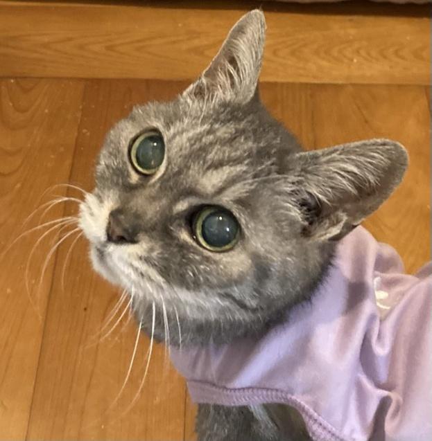 ご長寿猫だった、うららちゃん