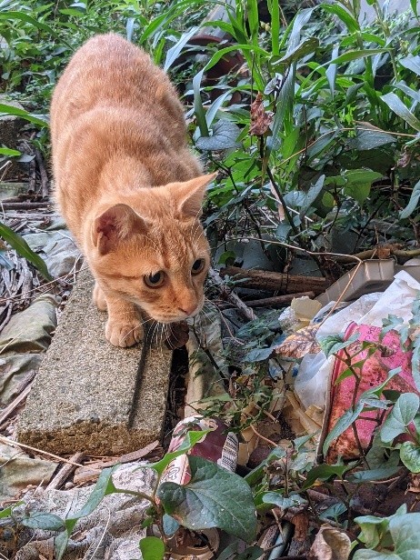 保護前のまるくん