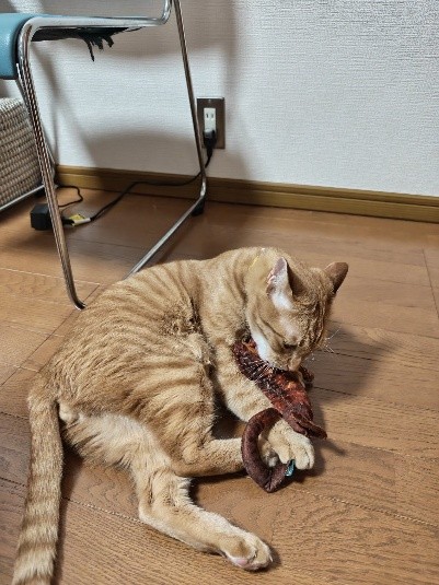 まるくん　おもちゃで遊ぶ