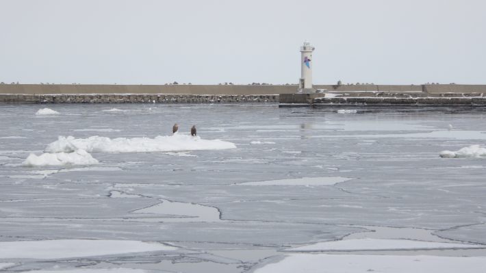 北海道・網走市の沿岸で凍った海を眺める。写真／こだま