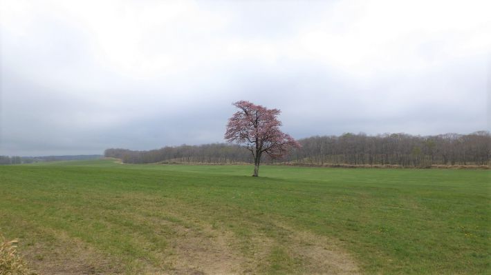 この一斉に何かが動き出すのを感じつつすり抜けていくだけの春は何度目だ。写真／こだま